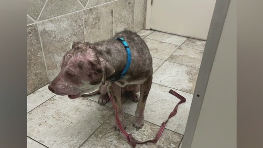 Dog rescued from freezing conditions in Polk County